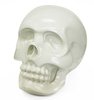 Hasadhu Shingon Skull - Bone