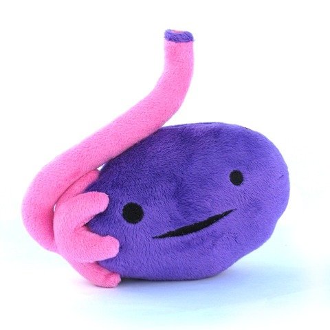 Ovary figure, produced by I Heart Guts. Front view.