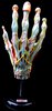 Anatomical Hand