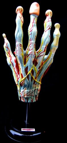 Anatomical Hand figure, produced by Yujin. Front view.